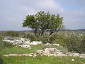 Judean hills landscape