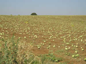 melon crops