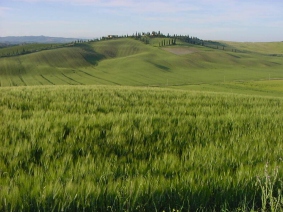 Typical Tuscany landscape