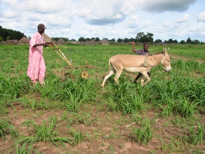 Sahel working the land