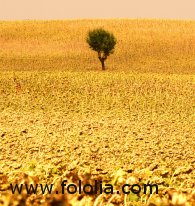 Scientific issues: tree in a yellow field